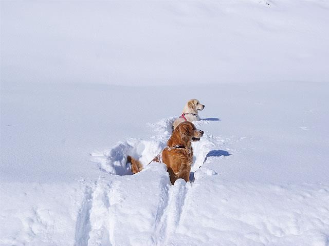 Unsere Goldies Hannah und Sammy im Schnee