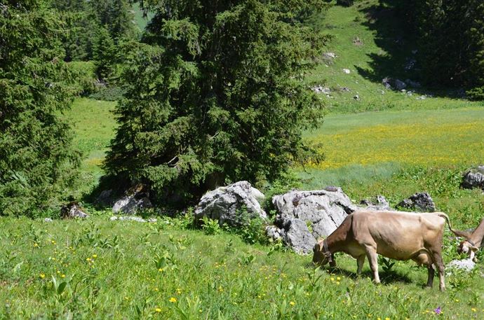Alpenblick-Kühe