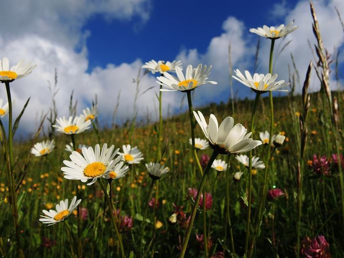 Blumenwiese