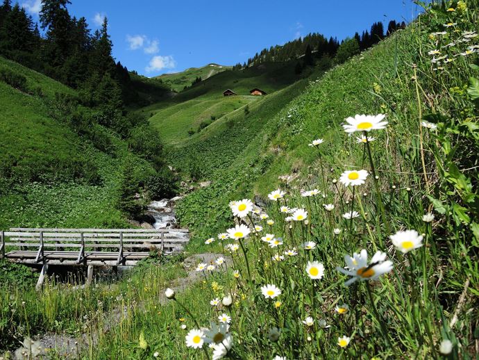 Margariten am Wanderweg