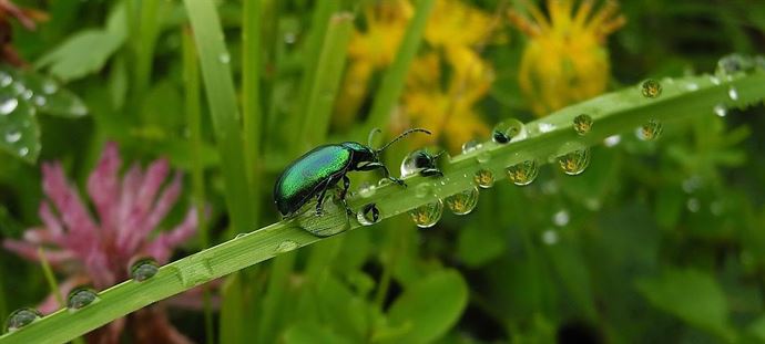 Wassertropfen