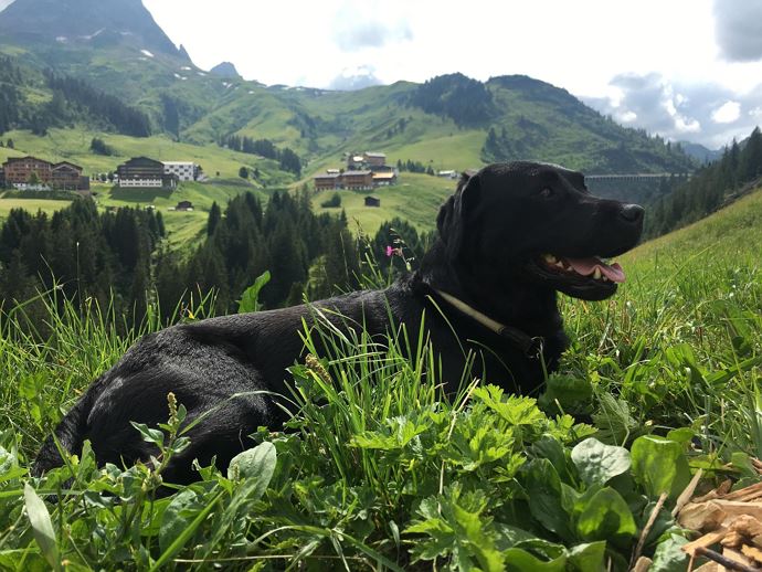 Urlaub mit Hund in den Bergen